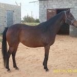 First Libyan horse auction in decades
