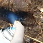 Foot and mouth disease persists in the north