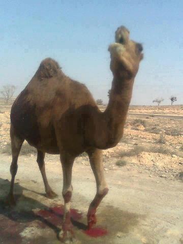 Land mines — animals suffer as well