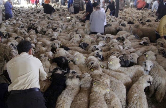 700,000 rams to be imported in time for Eid of Sacrifice