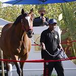 Blazers, snacks and panama hats: Tajoura's thoroughbred horse auction