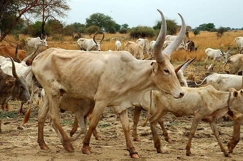 Possible foot-and-mouth outbreak reported in Kufra