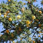 Forestation project planned