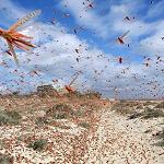 Reports of Ghadames locust infestation "overblown"