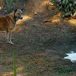 The strange case of a brutally murdered ex-pat, a pro-Qaddafi news agency and 40 orphaned pets