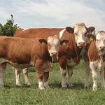 Cattle are coming, and they're coming from Ireland