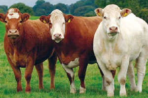 Irish cattle ready to be shipped within weeks