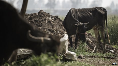Foot and Mouth Disease "ravaging" Maghreb