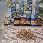 Libyan White Truffles…