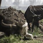 Foot and Mouth Disease "ravaging" Maghreb