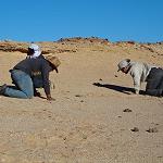 Fossils of Africa’s oldest ‘lion’ found in Libyan Sahara