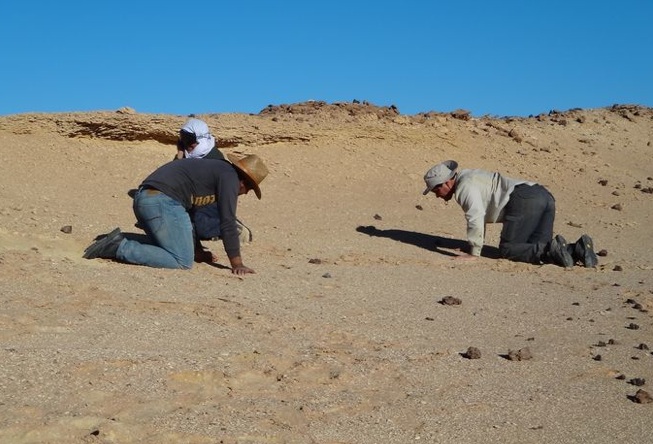 Fossils of Africa’s oldest ‘lion’ found in Libyan Sahara