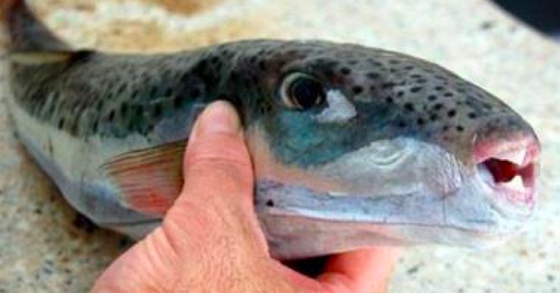 Poisonous immigrant fish in deadly breeding season