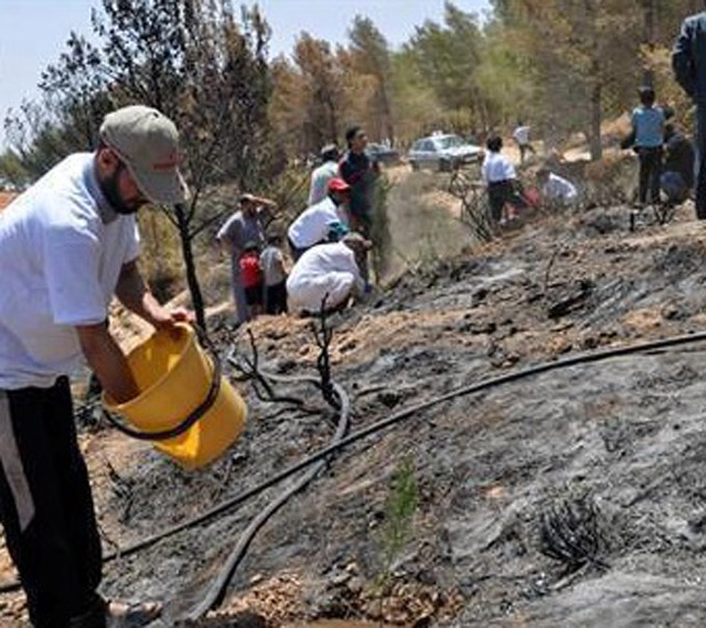 Tree planting after the fires