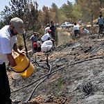 Tree planting after the fires