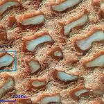 Fezzan Sand Seas: A popular but unprotected area for off-road driving and adventure tourism