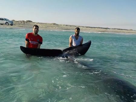 Beached whale rescued at Marsa El-Brega