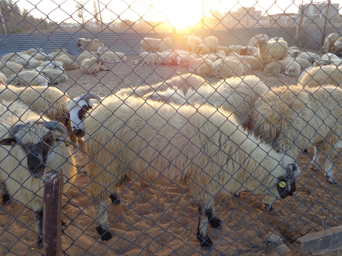 Eid Al-Adha - a time for reflection for many Libyans