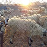 Eid Al-Adha - a time for reflection for many Libyans