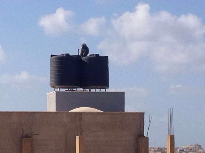 Monkeys still at large following mass breakout from Benghazi Zoo