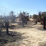 Vandals torch farms in Jalu