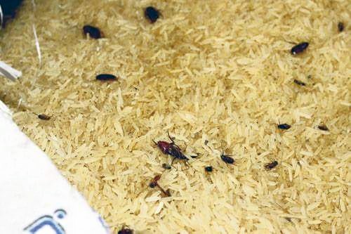 CBL denies responsibility for import corruption