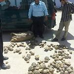 Smugglers stripping Libya of endangered tortoises