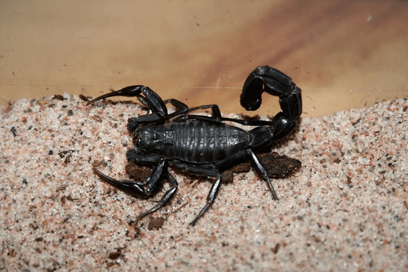 WHO delivers scorpion anti-venum serum