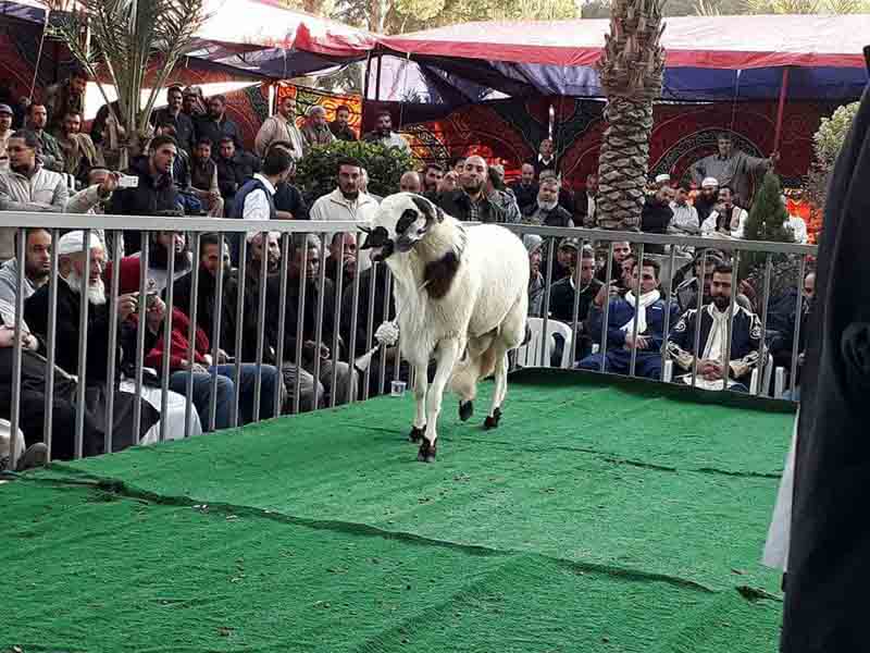 First sheep and goat competition in Tajoura