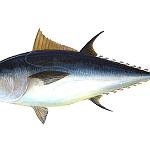 ACA calls for reorganization of Tuna fishing licencing in Libya’s territorial waters