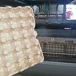 Zliten egg packaging factory calls for unlimited supply of recycled paper