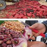 Large quantities of smuggled Egyptian onions unfit for consumption seized and destroyed