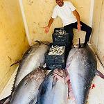 Libya loses US$ 5 bn annually due to illegal Tuna fishing within its territorial waters