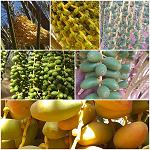 Conference on date development to be held in Houn from 8 to 9 October - increase planting, production and exports
