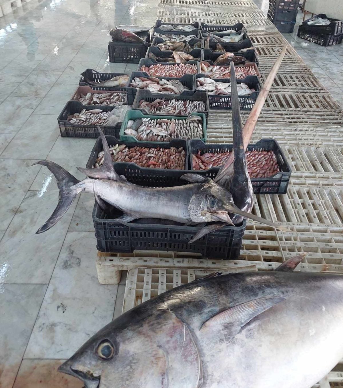 Total fish exports ban reimposed to deflate local prices – exceptional export licenses issued by Economy Ministry cancelled