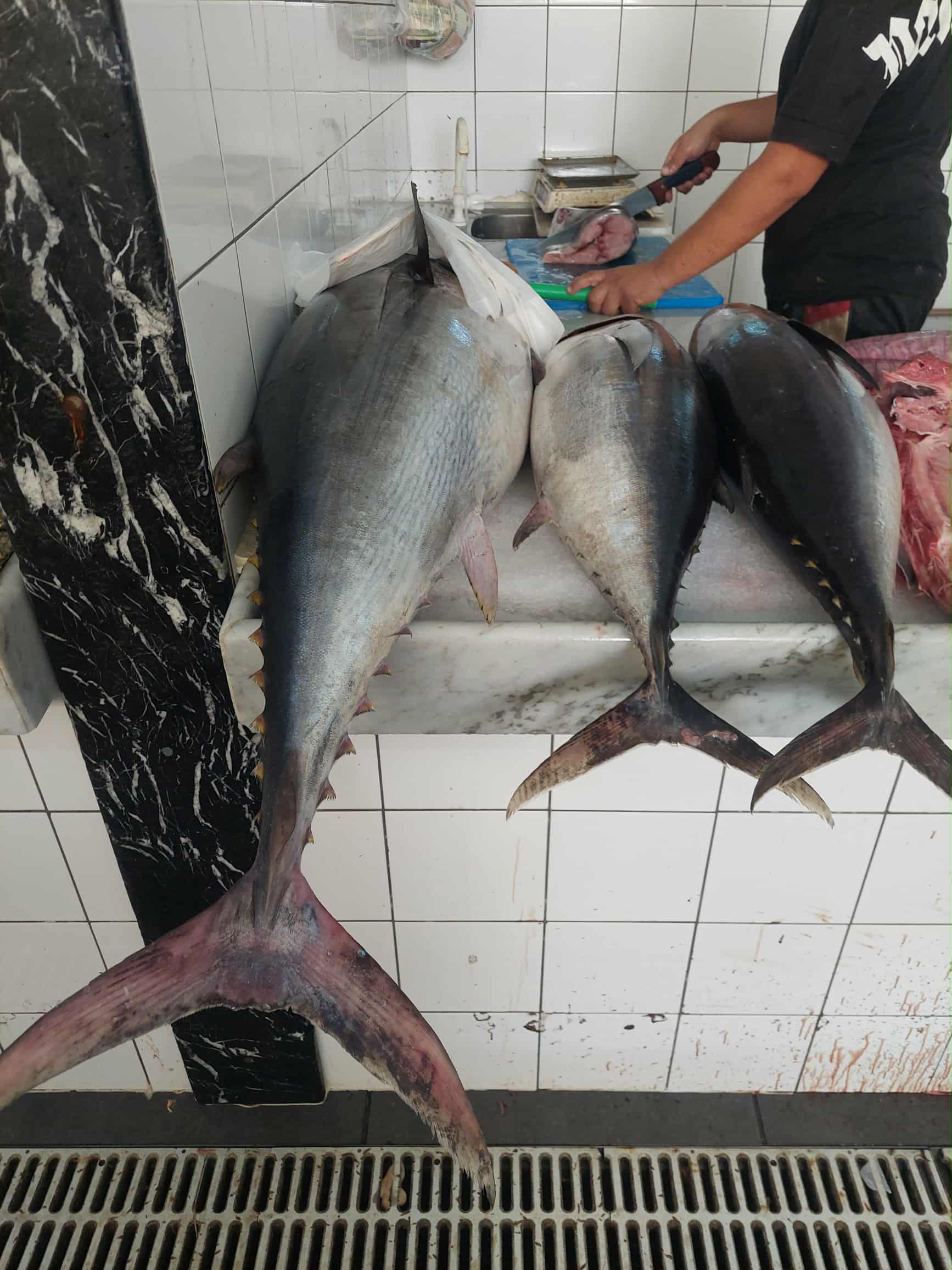 First joint Italian Libyan company to export fish to European markets launched