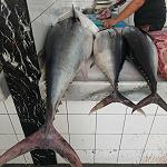 First joint Italian Libyan company to export fish to European markets launched